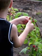 1381644_kid_picking_raspberries_from_the_bush.jpg